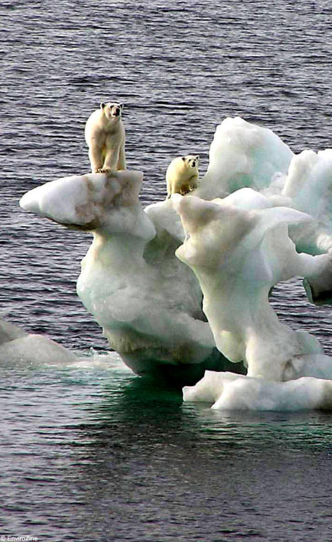 polar bears